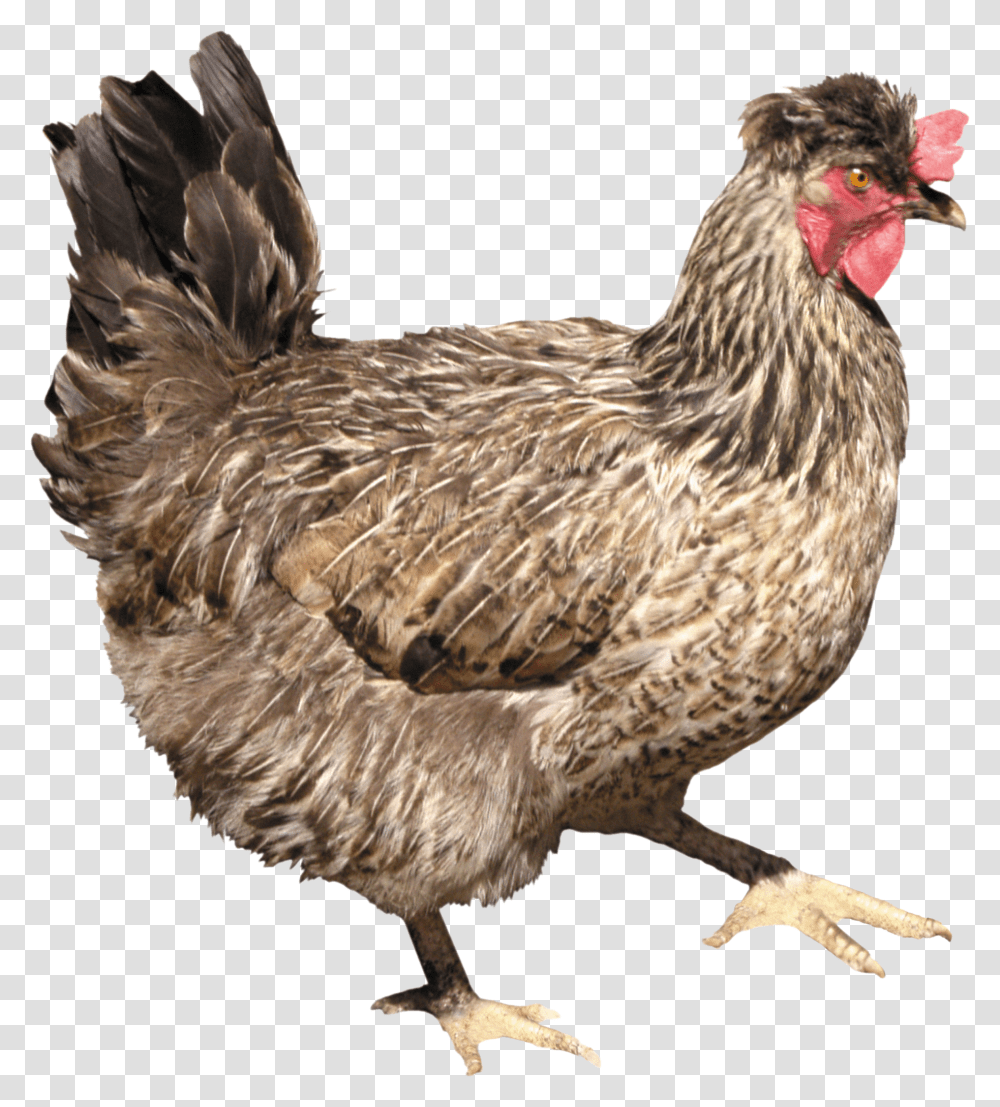 Chicken, Animals, Poultry, Fowl, Bird Transparent Png