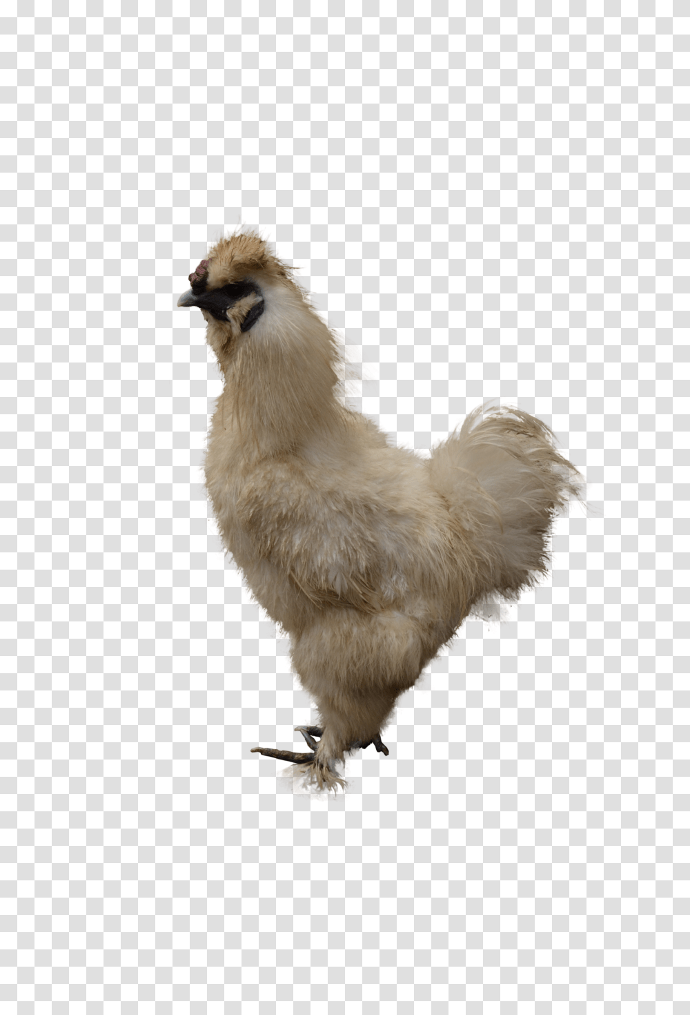 Chicken, Animals, Poultry, Fowl, Bird Transparent Png