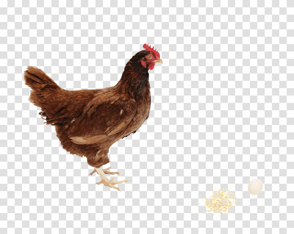 Chicken, Animals, Poultry, Fowl, Bird Transparent Png
