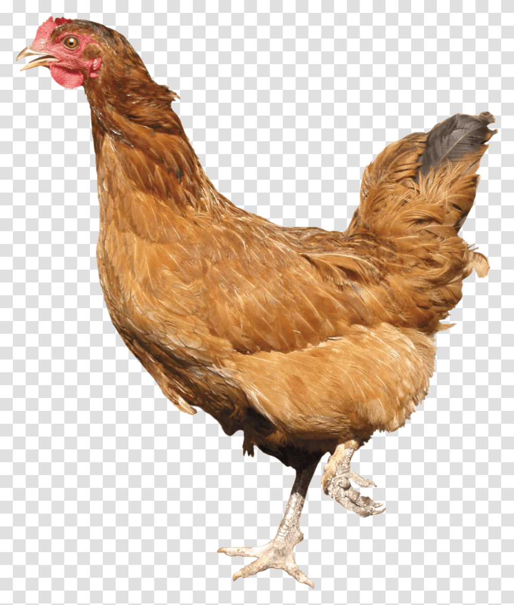 Chicken, Animals, Poultry, Fowl, Bird Transparent Png