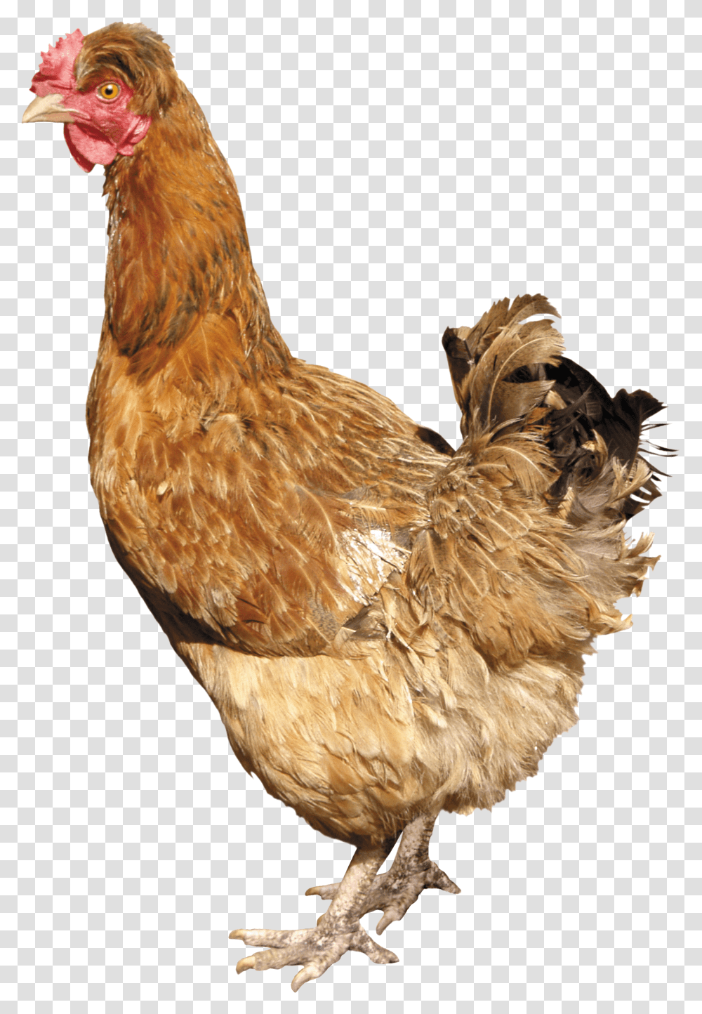Chicken, Animals, Poultry, Fowl, Bird Transparent Png