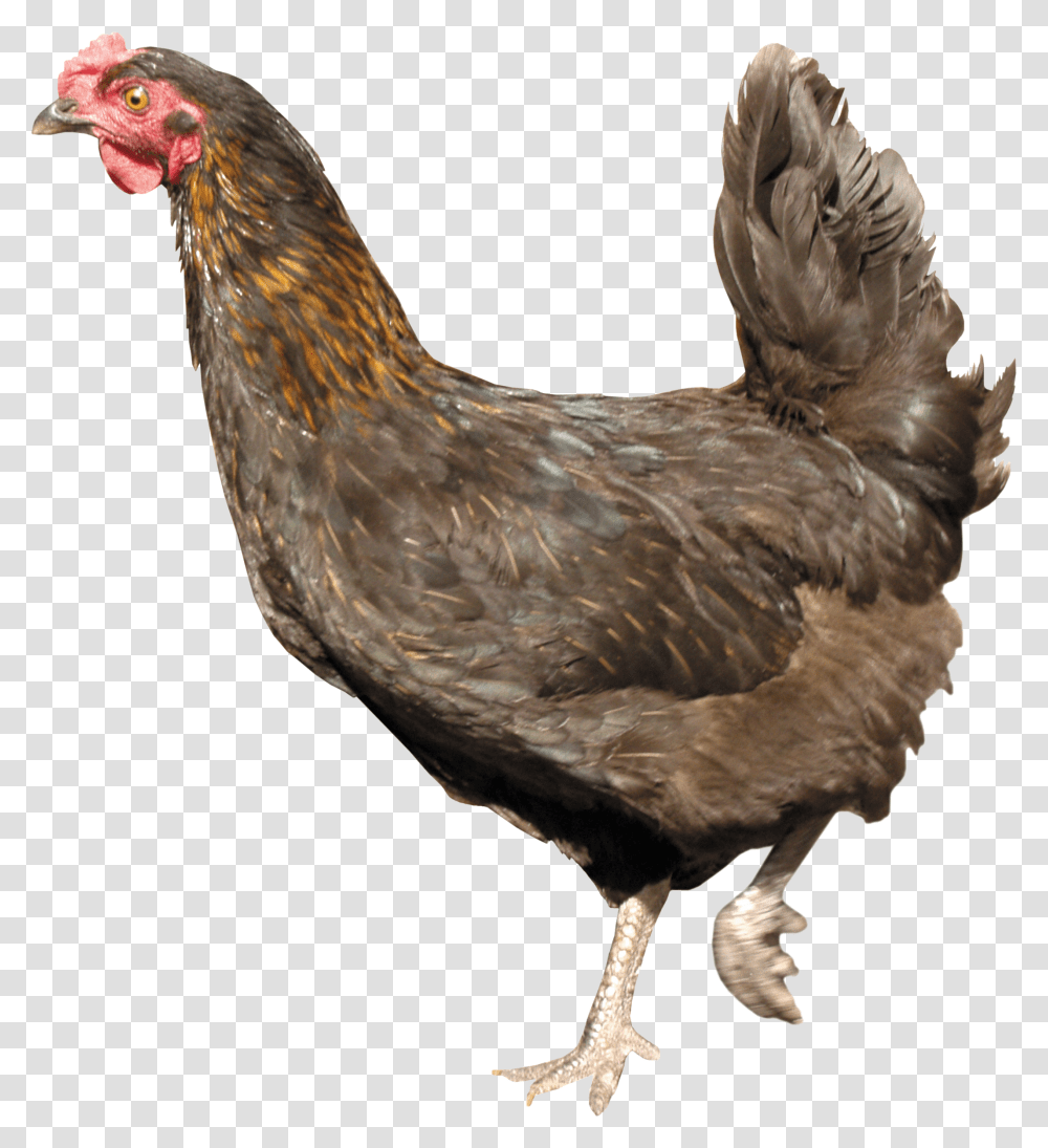 Chicken, Animals, Poultry, Fowl, Bird Transparent Png