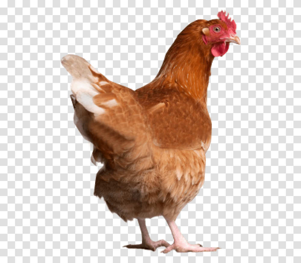 Chicken Back Side Chicken Jpg, Poultry, Fowl, Bird, Animal Transparent Png