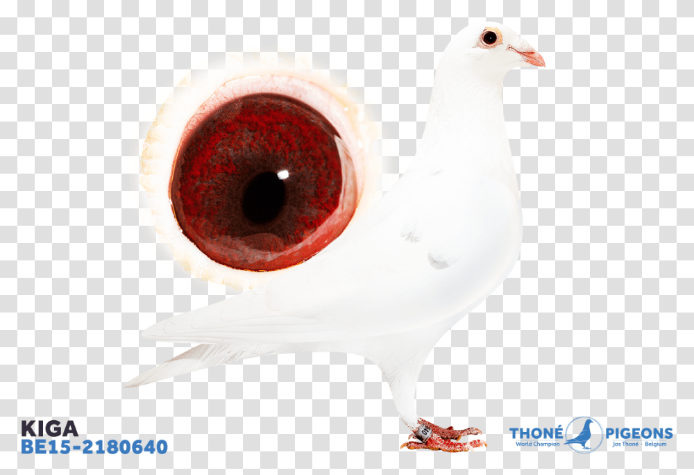 Chicken, Bird, Animal, Dove, Pigeon Transparent Png