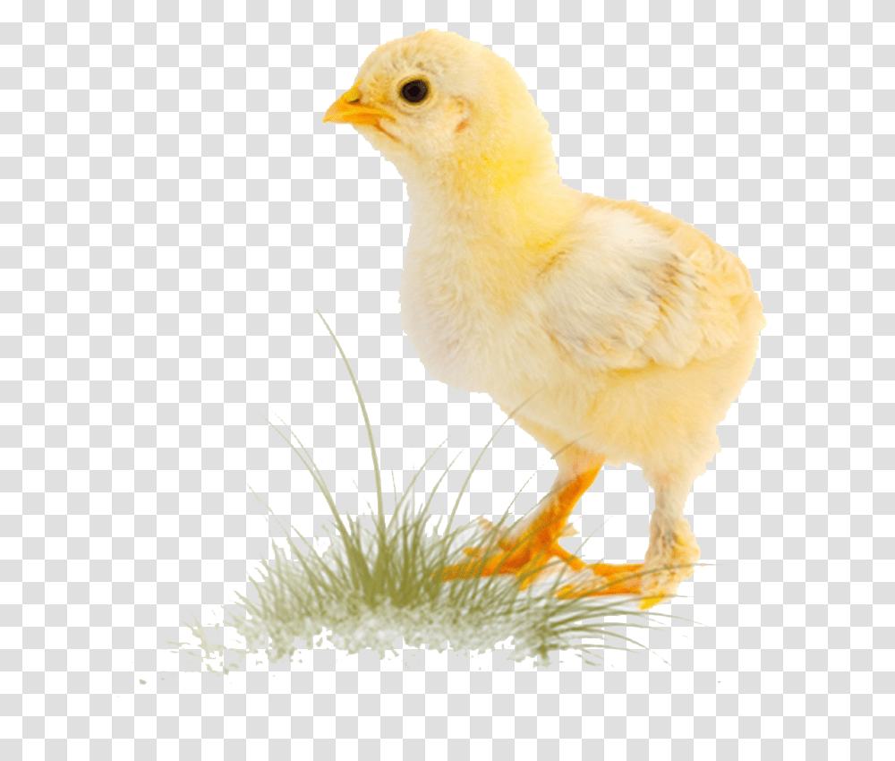 Chicken, Bird, Animal, Fowl, Poultry Transparent Png
