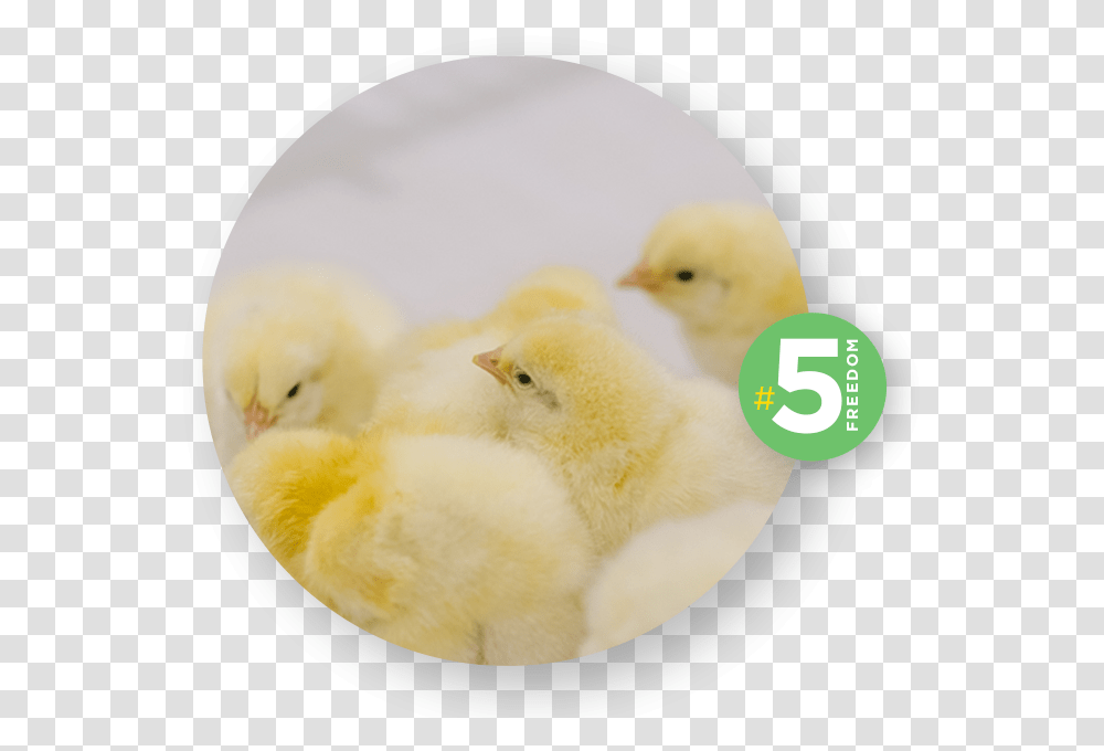 Chicken, Bird, Animal, Fowl, Poultry Transparent Png