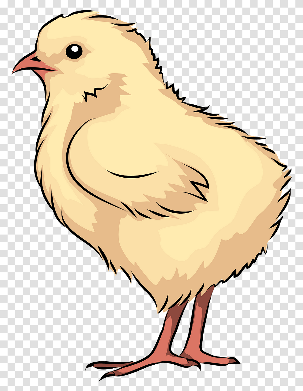 Chicken, Bird, Animal, Hen, Poultry Transparent Png