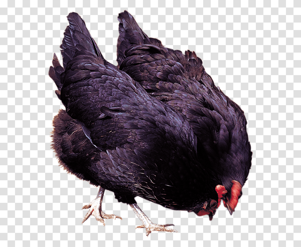 Chicken, Bird, Animal, Hen, Poultry Transparent Png