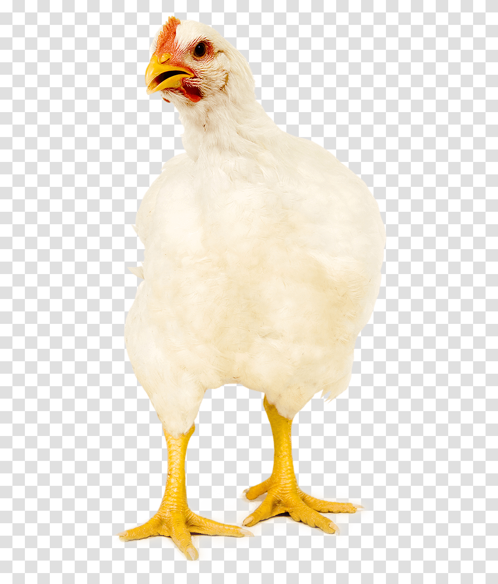 Chicken, Bird, Animal, Hen, Poultry Transparent Png