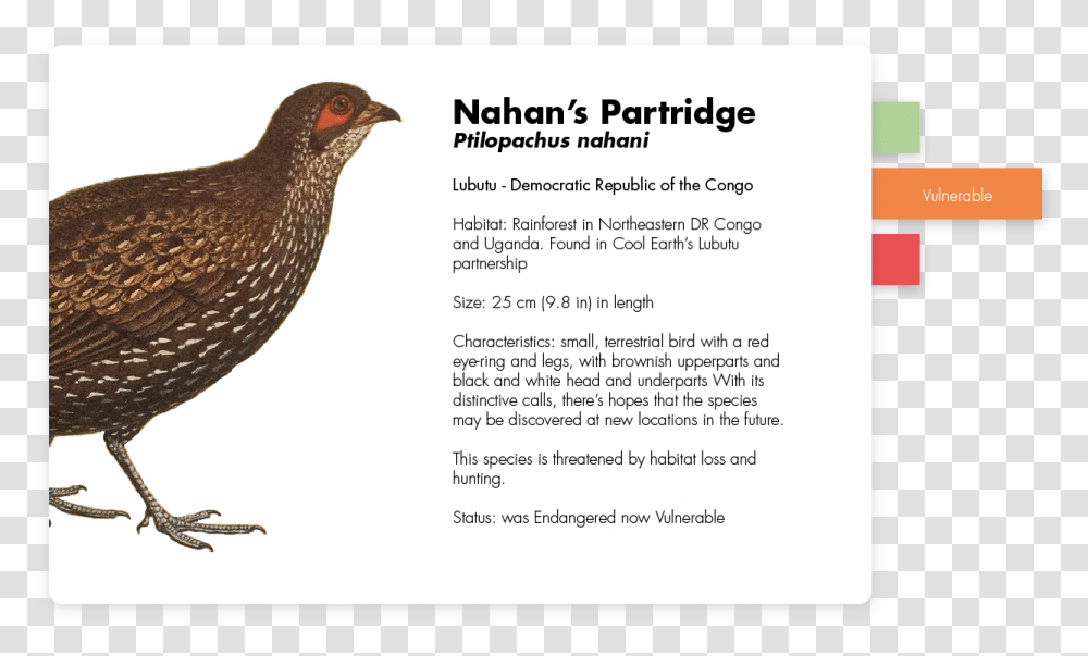 Chicken, Bird, Animal, Partridge, Blackbird Transparent Png
