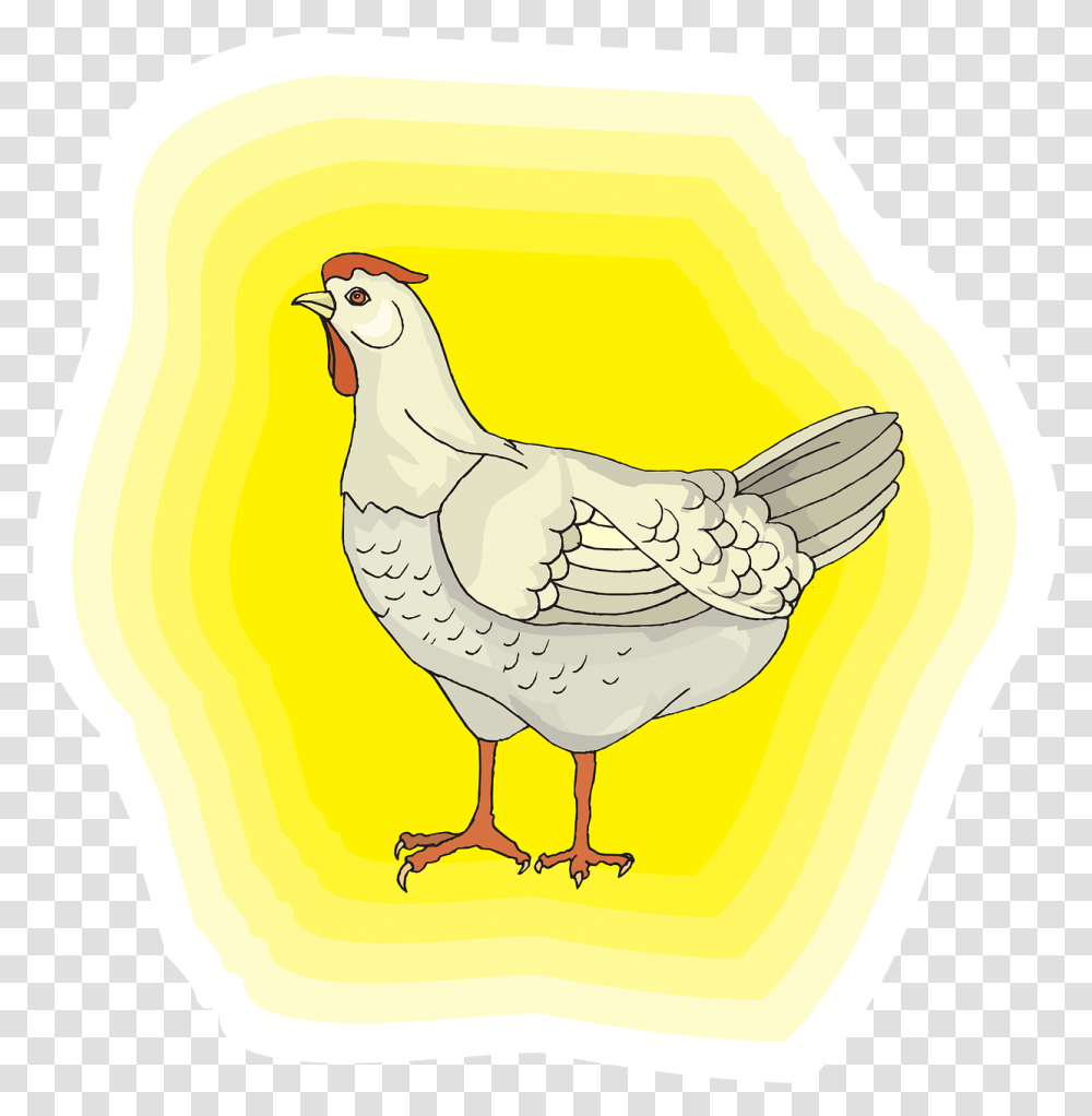 Chicken, Bird, Animal, Poultry, Fowl Transparent Png