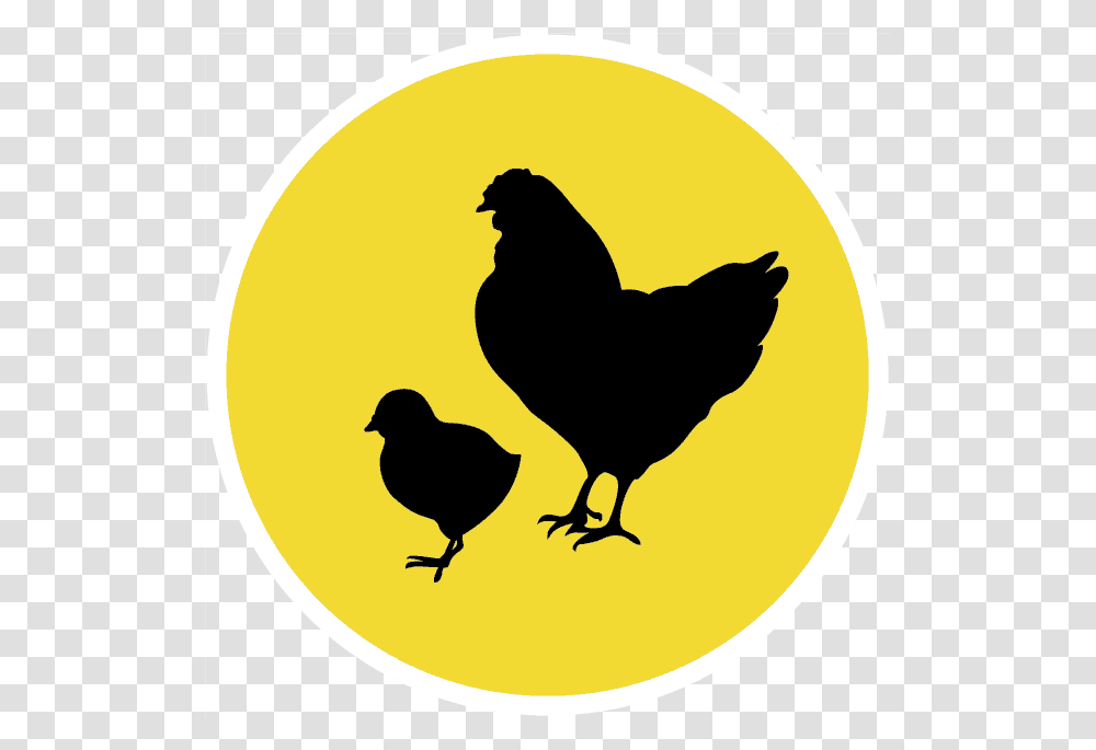 Chicken, Bird, Animal, Poultry, Fowl Transparent Png