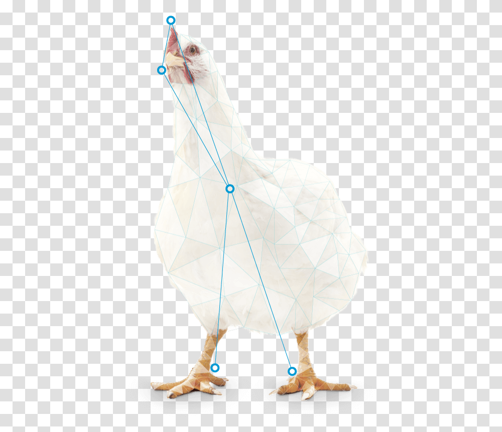 Chicken, Bird, Animal, Toy, Kite Transparent Png