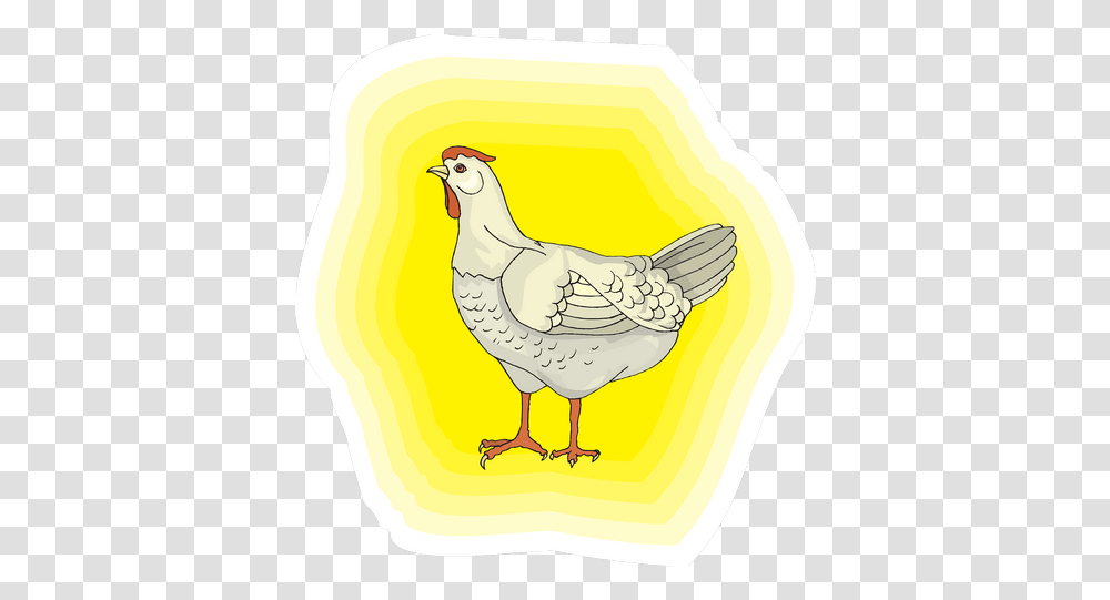 Chicken Bird White Feathers Images - Free, Poultry, Fowl, Animal, Plant Transparent Png