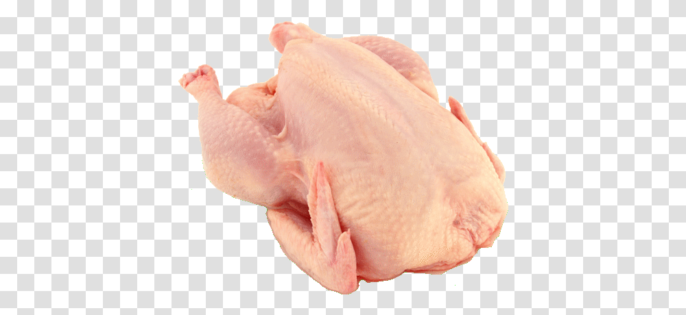 Chicken Breast Pollo, Animal, Bird, Person, Human Transparent Png