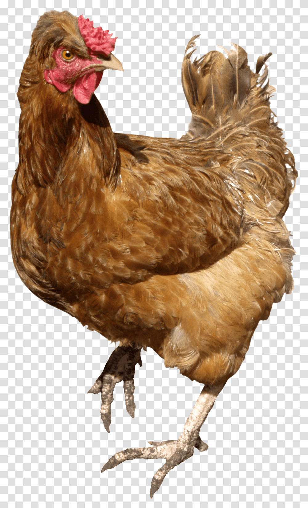 Chicken Brown Walking Chickens, Poultry, Fowl, Bird, Animal Transparent Png