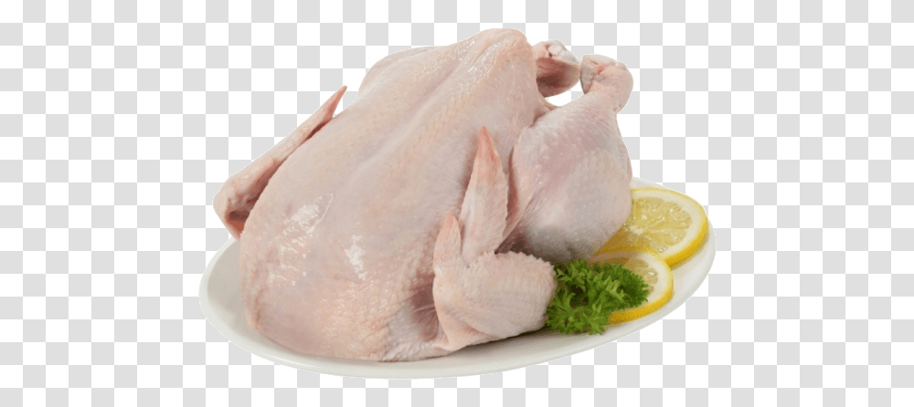 Chicken Btn Tavuk, Bird, Animal, Poultry, Fowl Transparent Png