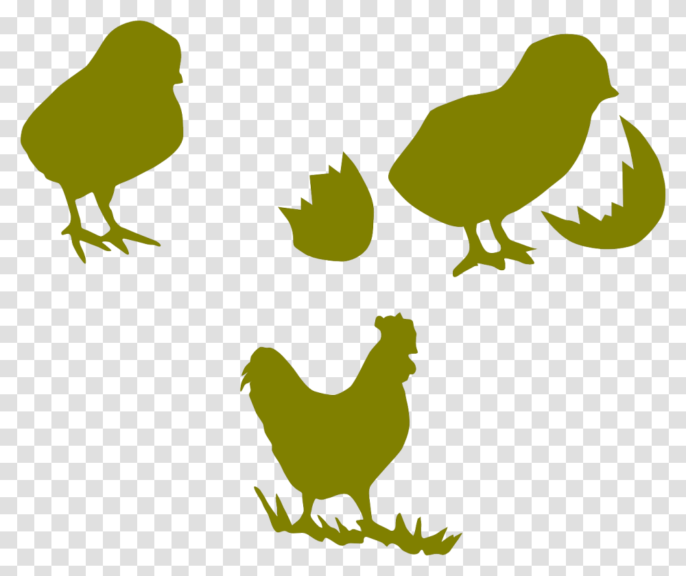 Chicken Chick Illustration Vector, Bird, Animal, Poultry, Fowl Transparent Png