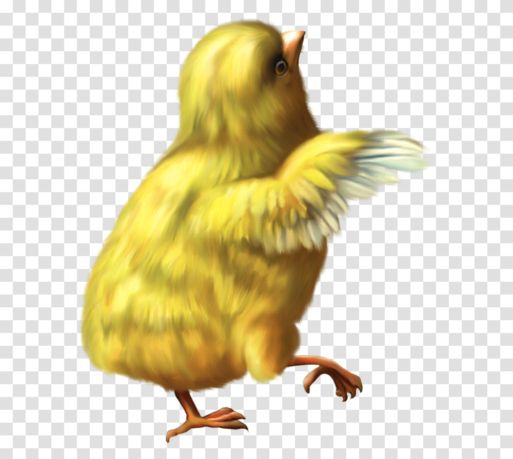 Chicken Chicken Gif, Bird, Animal, Canary, Monkey Transparent Png