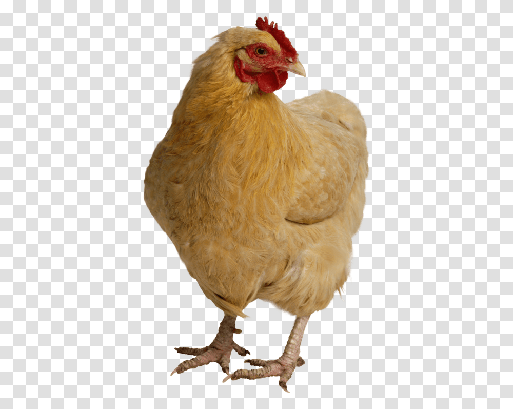 Chicken Chicken High Res, Poultry, Fowl, Bird, Animal Transparent Png