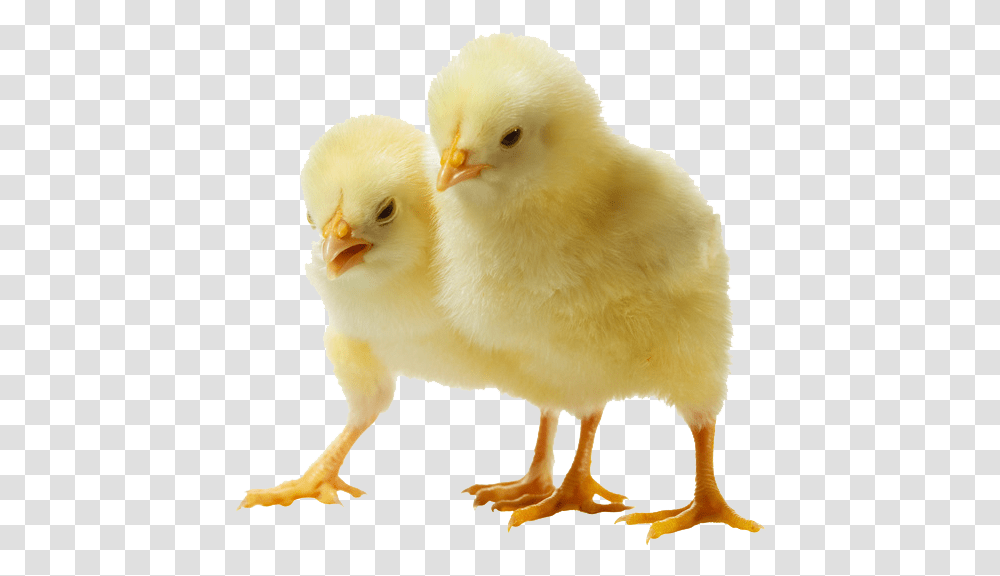 Chicken Chicks Background, Poultry, Fowl, Bird, Animal Transparent Png