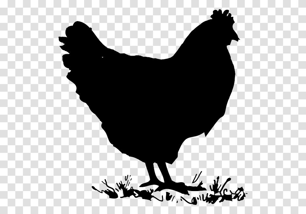 Chicken Clipart Black And White, Animal, Hen, Poultry, Fowl Transparent Png