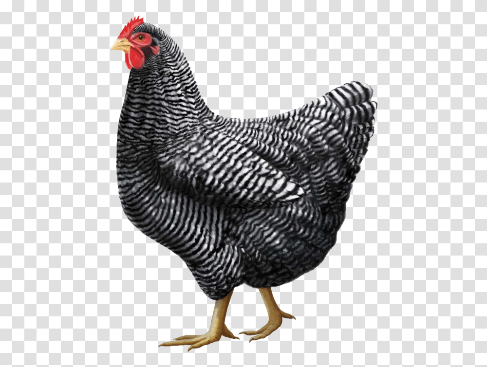 Chicken Clipart Free Plymouth Rock Chicken Breed, Hen, Poultry, Fowl, Bird Transparent Png