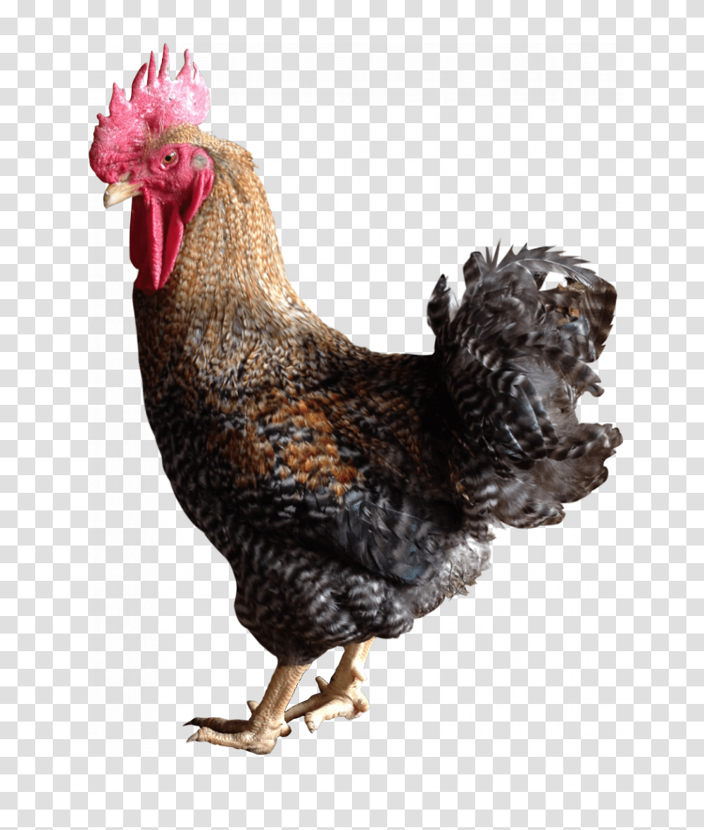 Chicken Colored, Poultry, Fowl, Bird, Animal Transparent Png