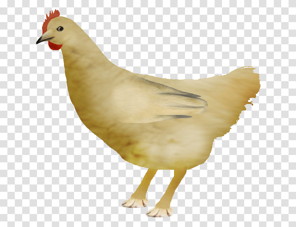Chicken Doge More In Comments Dogelore Doge Bird, Animal, Hen, Poultry, Fowl Transparent Png