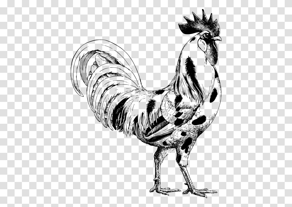 Chicken Drawing Chicken, Gray, World Of Warcraft Transparent Png