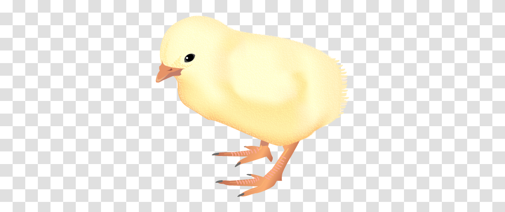 Chicken Flightless Bird, Animal, Dove, Pigeon, Canary Transparent Png