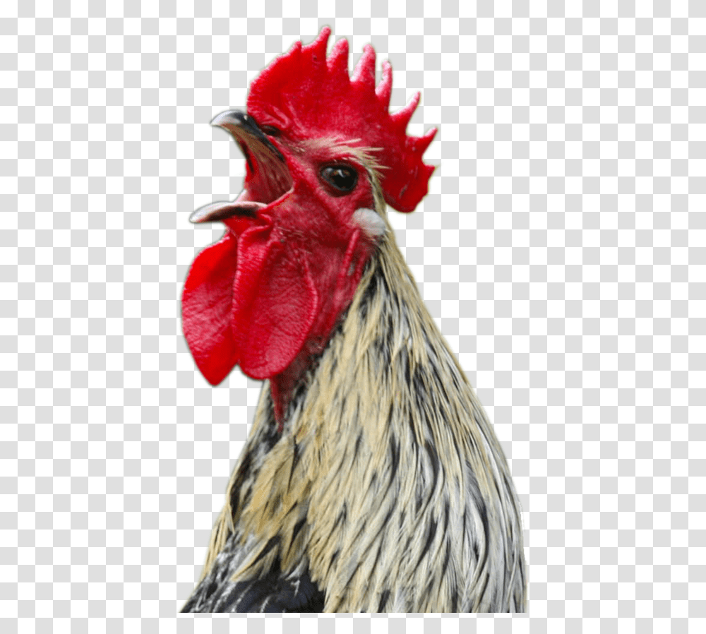 Chicken Head Background, Poultry, Fowl, Bird, Animal Transparent Png