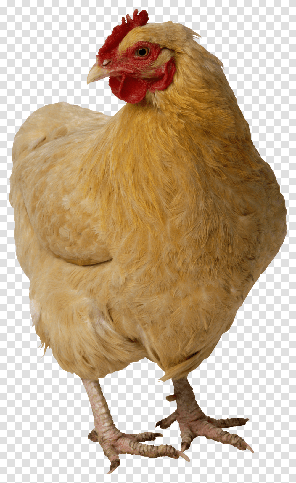 Chicken Head Chicken, Poultry, Fowl, Bird, Animal Transparent Png