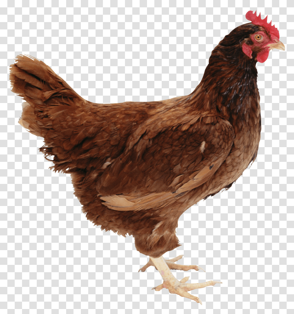 Chicken Head Rhode Island Red Chicken, Poultry, Fowl, Bird, Animal Transparent Png