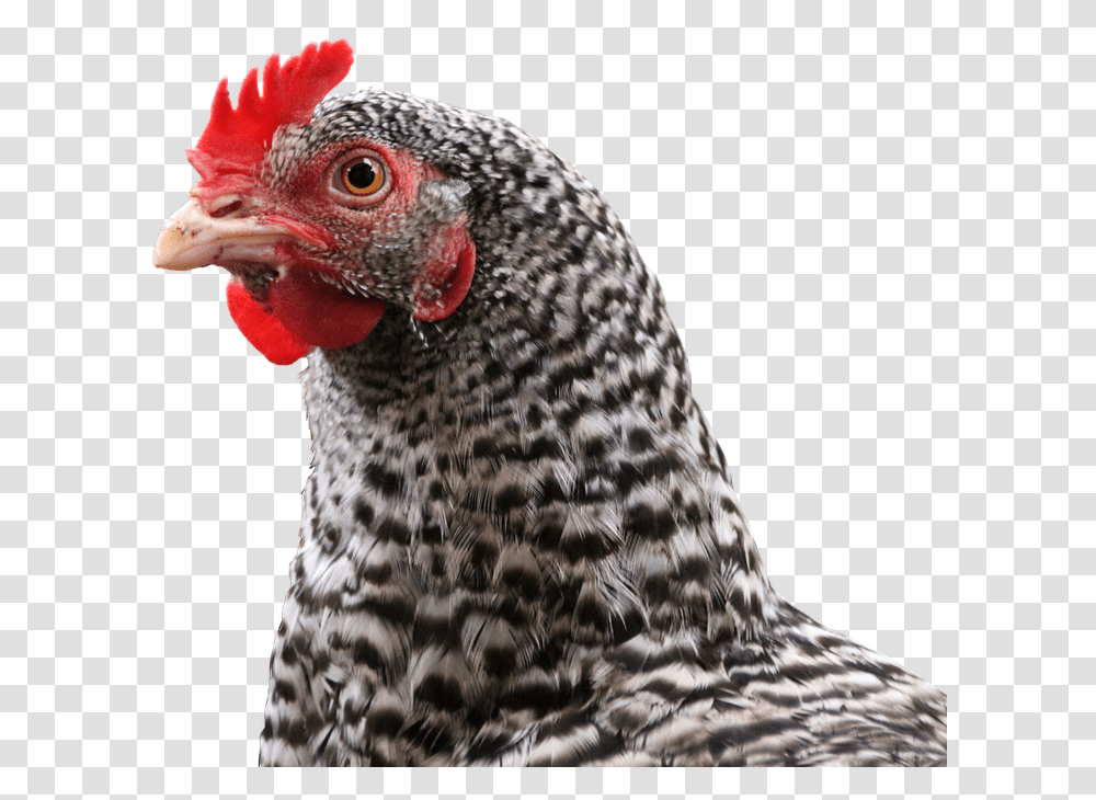 Chicken Hen Bird Animal Feather Poultry Chickens Chicken Animal, Fowl, Panther, Wildlife, Mammal Transparent Png
