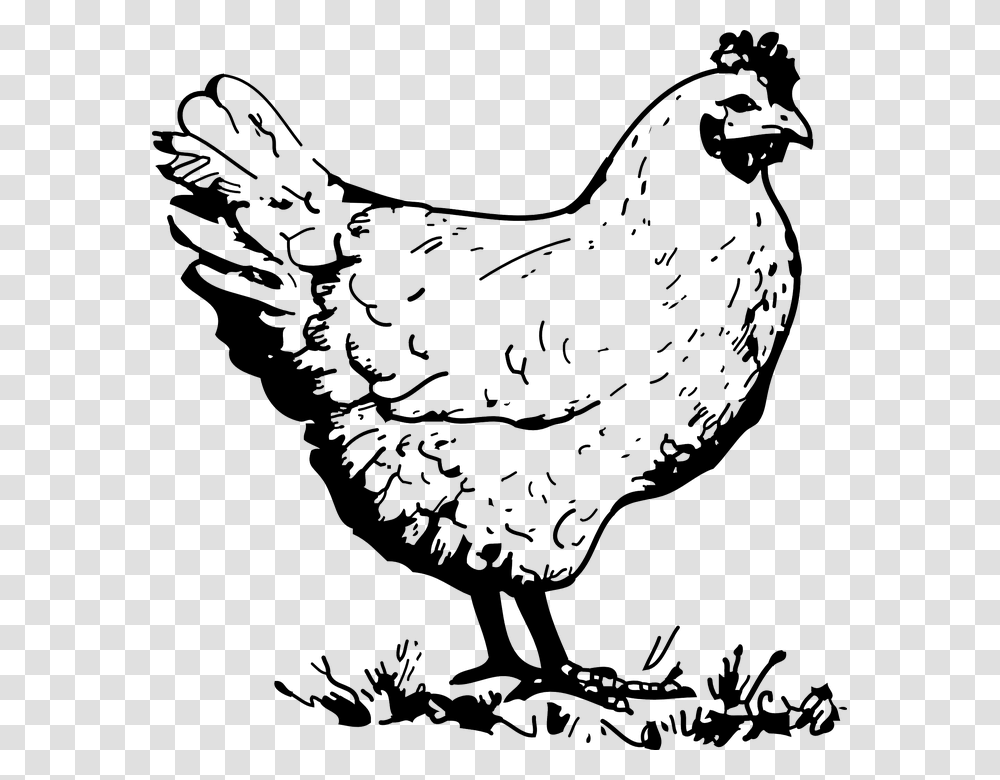 Chicken Hen Poultry Bird Farm Animal Chicken Clipart Black And White, Fowl Transparent Png