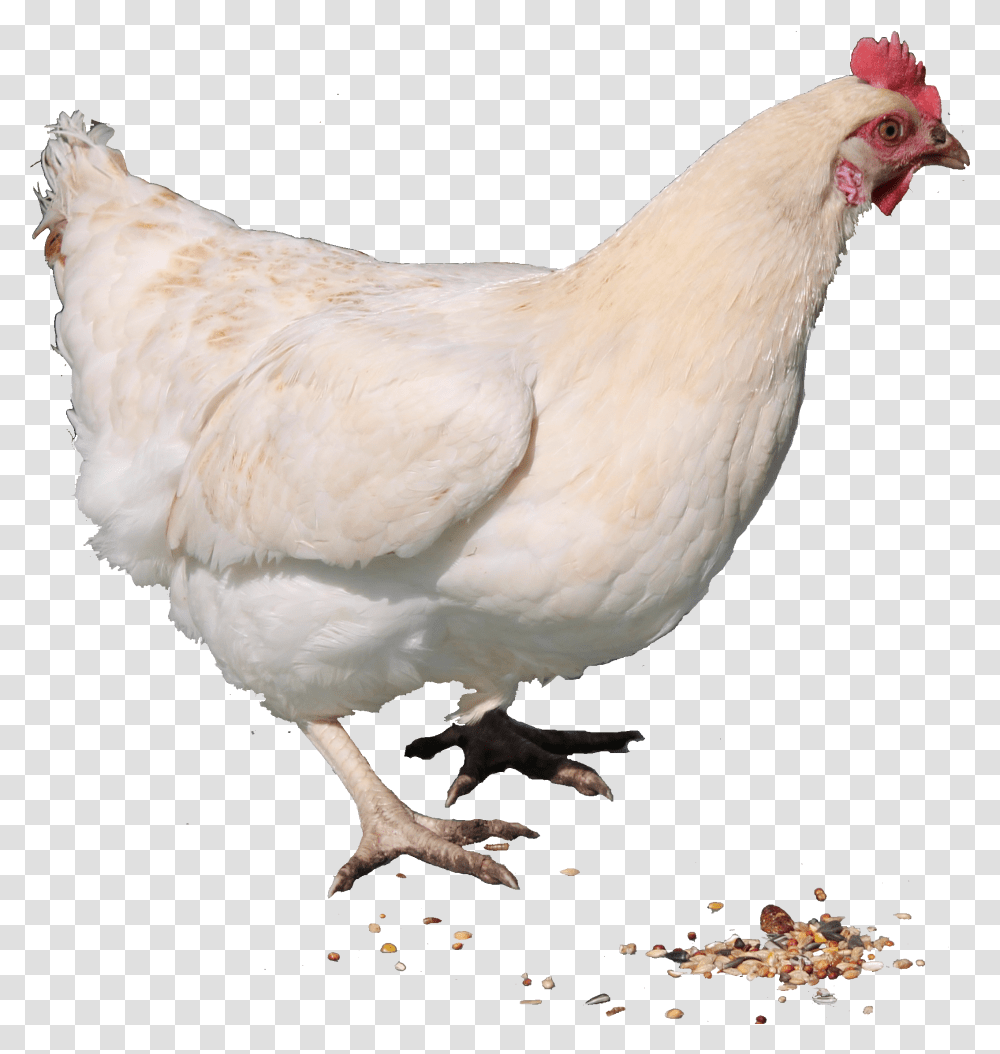 Chicken Hen, Poultry, Fowl, Bird, Animal Transparent Png