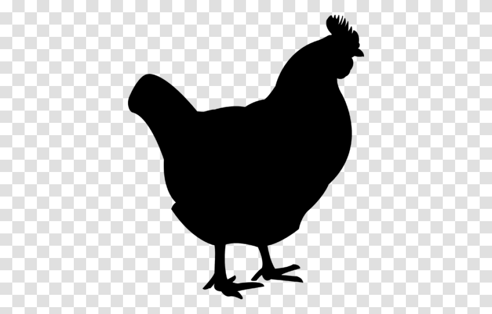 Chicken, Hen, Poultry, Fowl, Bird Transparent Png