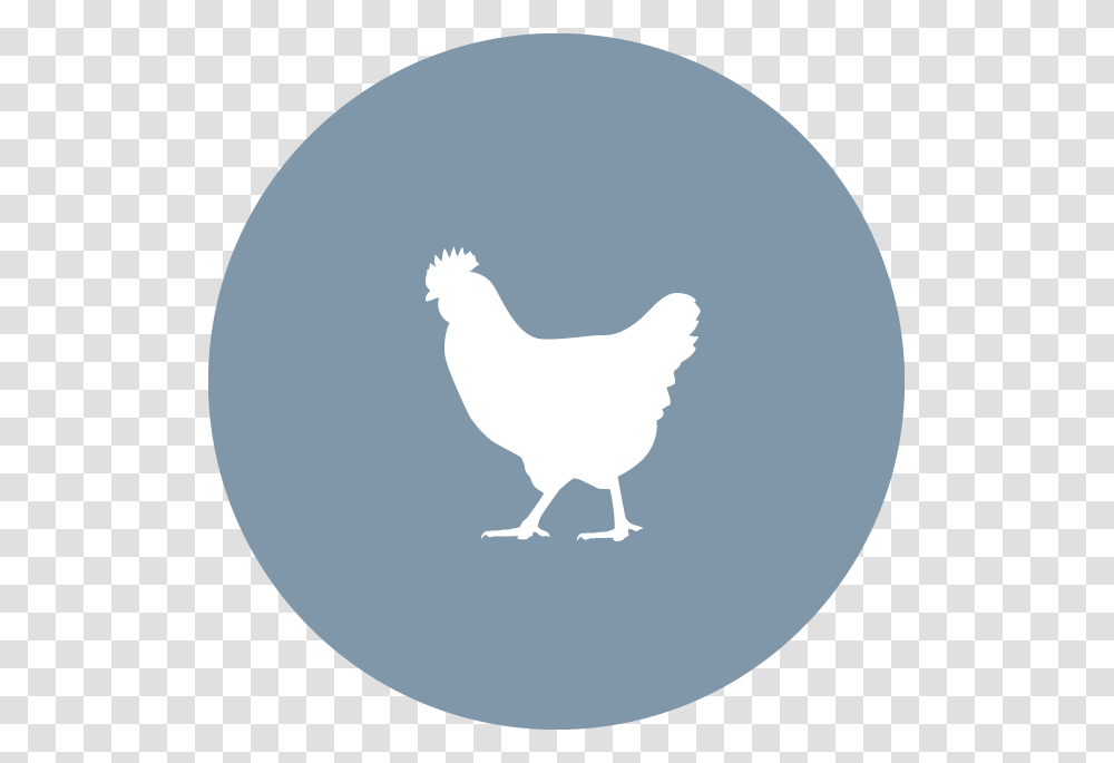 Chicken Icon, Poultry, Fowl, Bird, Animal Transparent Png