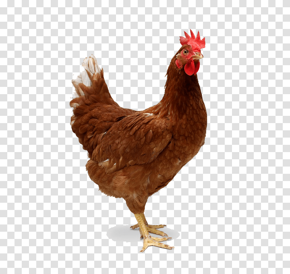 Chicken Image Animals With Two Legs, Poultry, Fowl, Bird, Hen Transparent Png