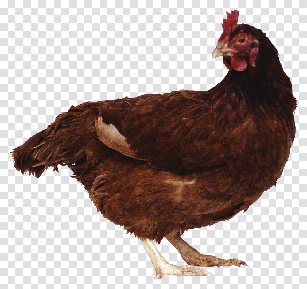 Chicken Image Brown Chicken Transparent Png