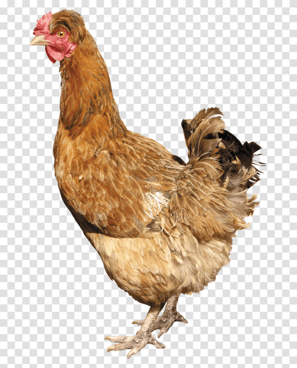 Chicken Image Chicken, Poultry, Fowl, Bird, Animal Transparent Png