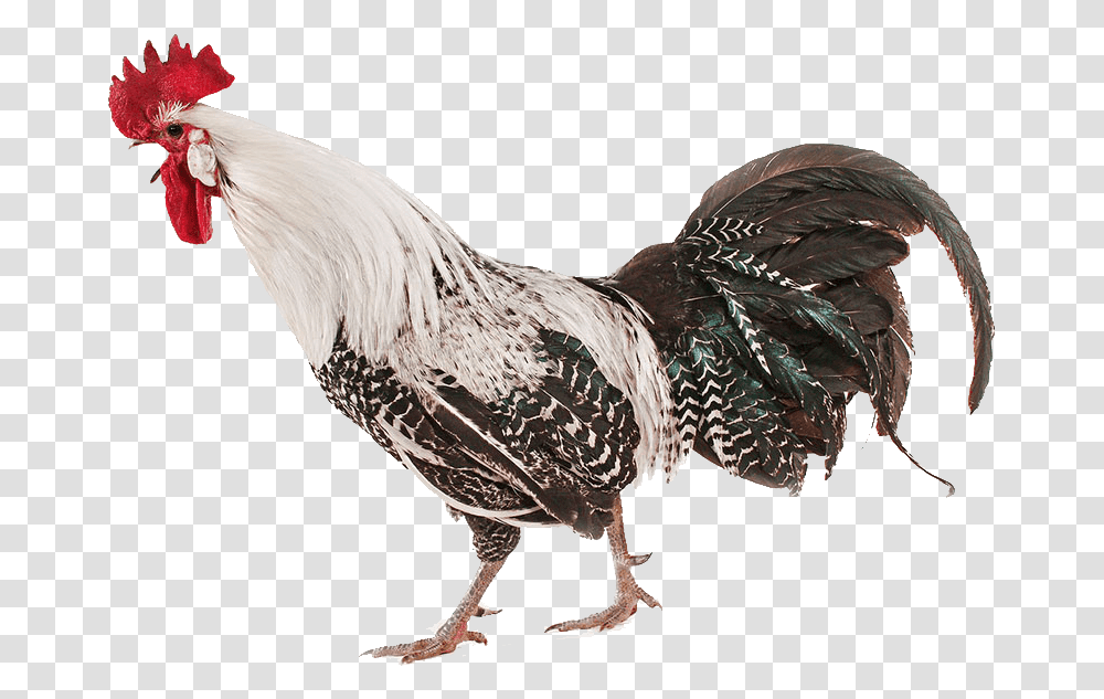 Chicken Image Chicken Real, Fowl, Bird, Animal, Poultry Transparent Png