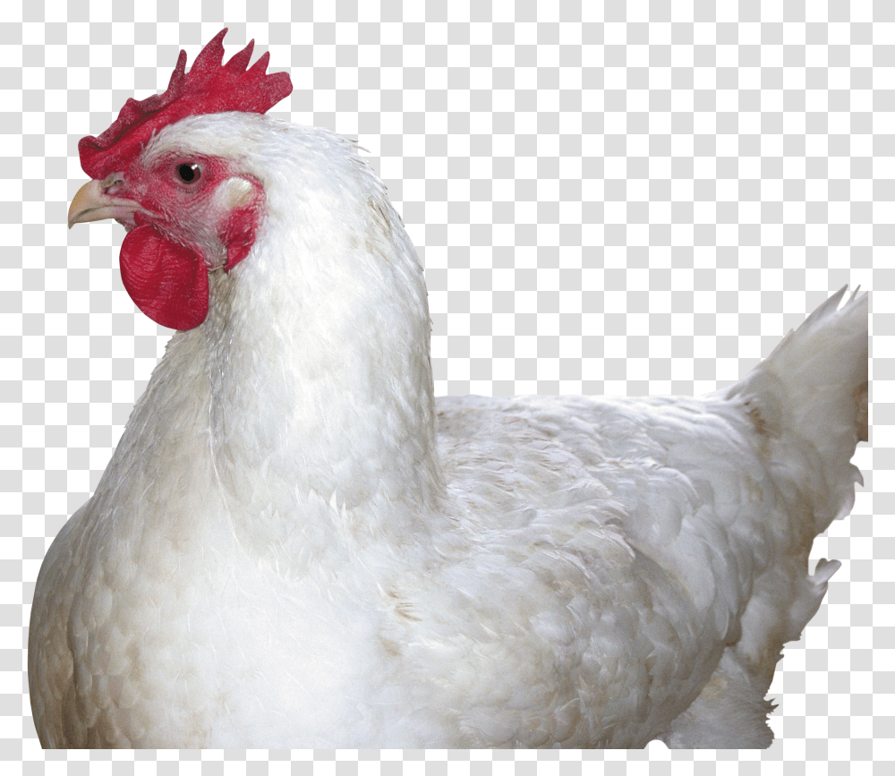 Chicken Image Chicken Transparent Png