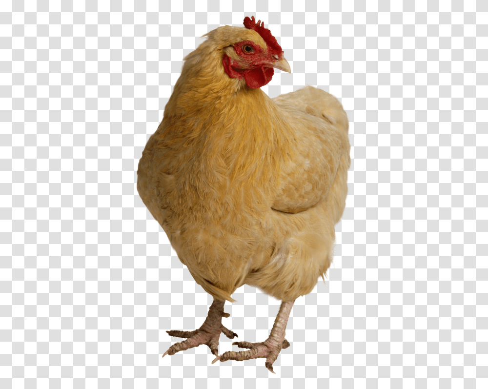 Chicken Image Web Design Or High Resolution Photos Of Chicken, Poultry, Fowl, Bird, Animal Transparent Png