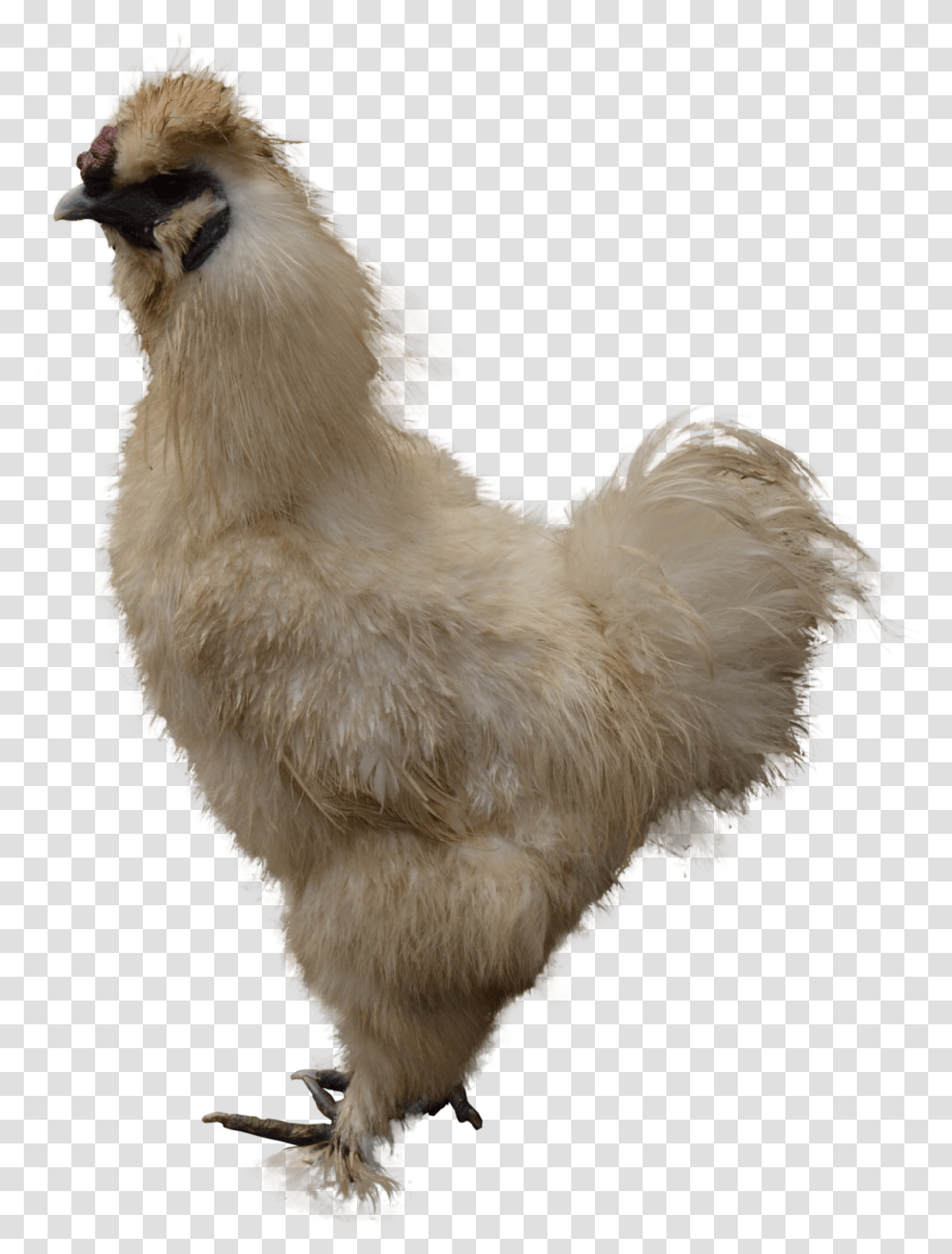 Chicken Images Are Free To Download Chicken, Hen, Poultry, Fowl, Bird Transparent Png