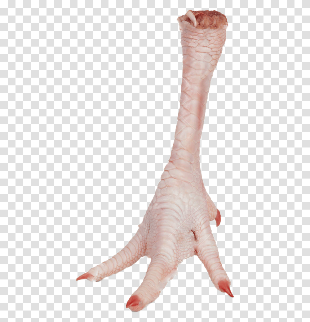 Chicken Legs No Background, Animal, Bird, Person, Human Transparent Png