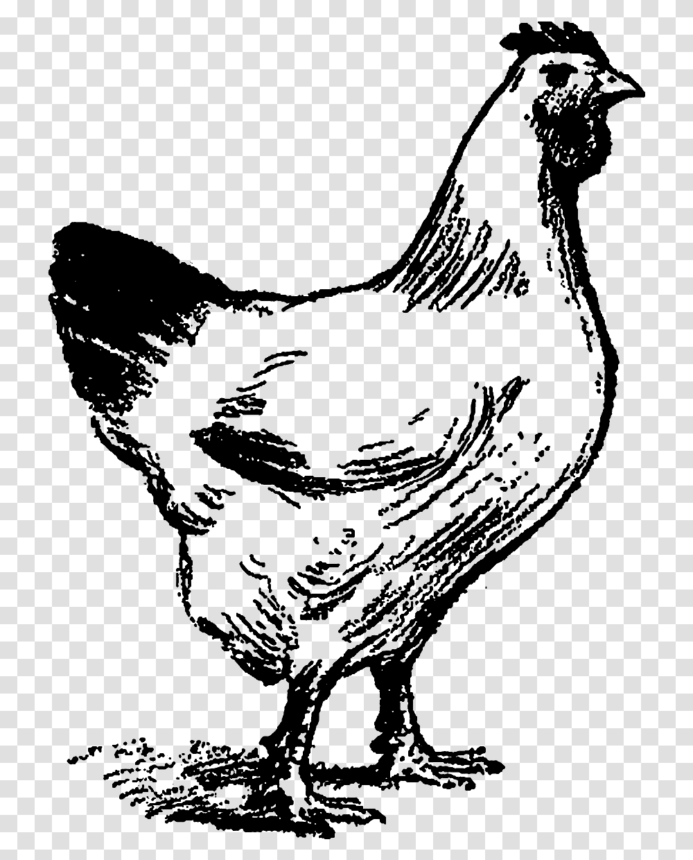 Chicken Line Art, Animal, Bird, Poultry, Fowl Transparent Png