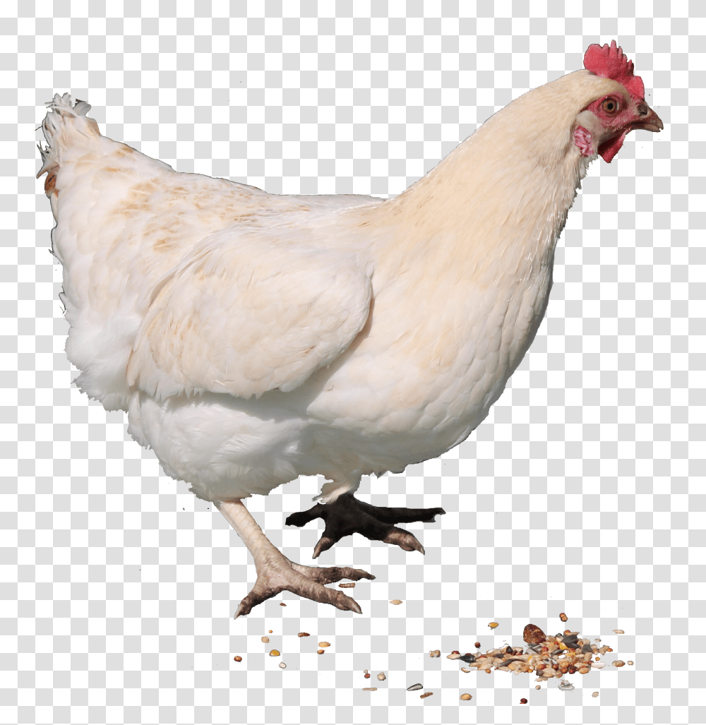 Chicken Pictures, Poultry, Fowl, Bird, Animal Transparent Png