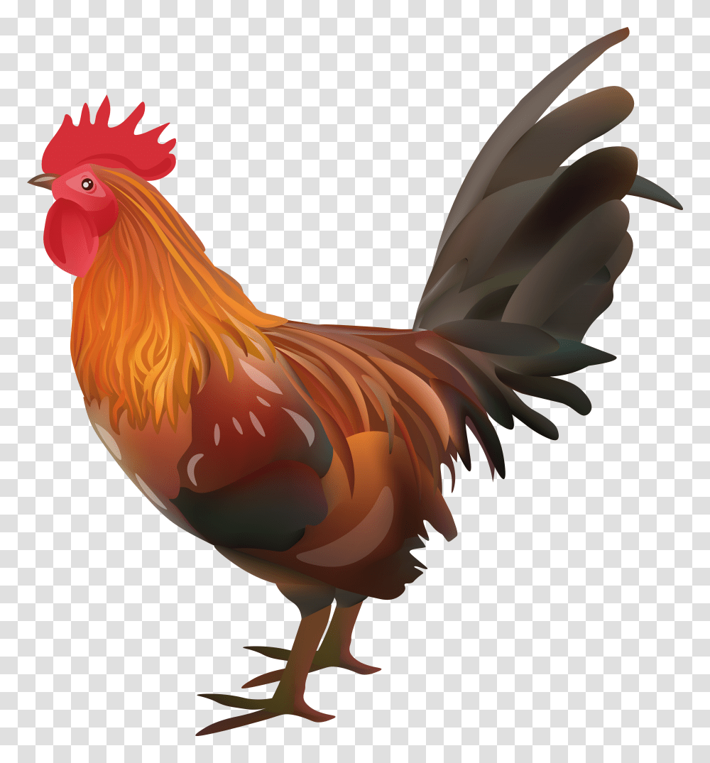 Chicken Pictures Spawning Background Rooster Clipart Transparent Png